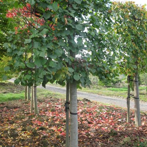 Jardisart - Pépinière - Tilia cordata