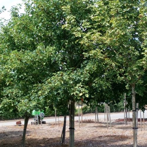 Jardisart - Pépinière - Acer platanoides 'Drummondii'