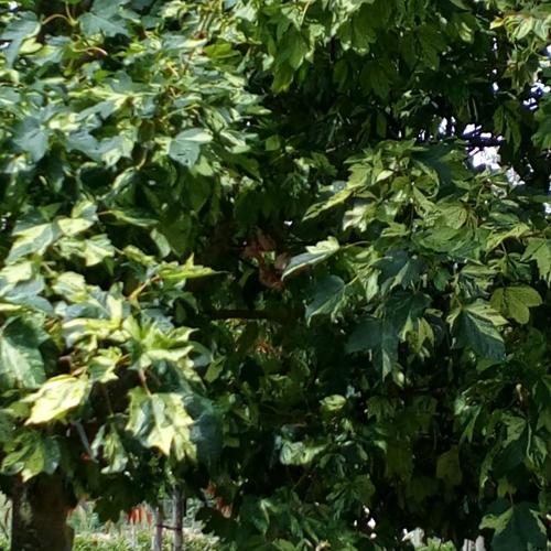 Jardisart - Pépinière - Acer platanoides 'Drummondii'