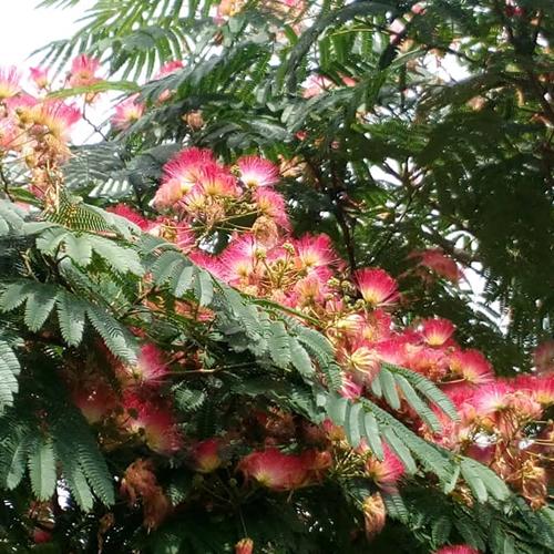 Albizia julibrissin