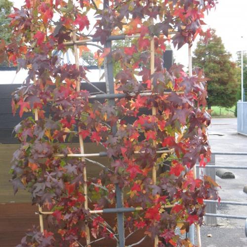 Jardisart - Pépinière - Liquidambar styraciflua