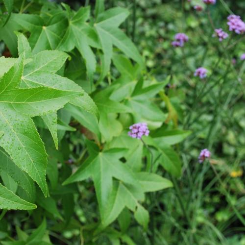 Jardisart - Pépinière - Liquidambar styraciflua