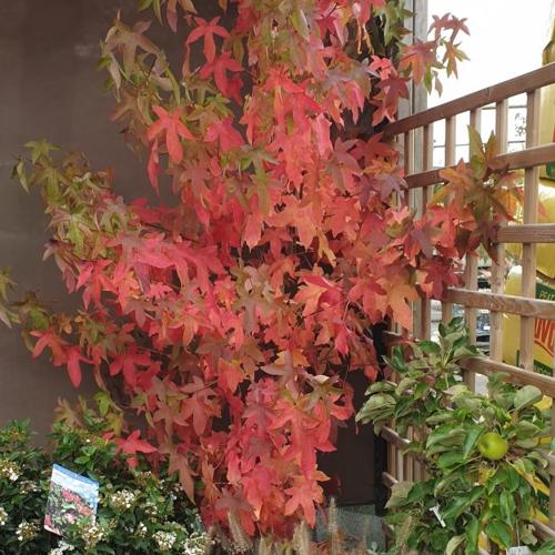 Jardisart - Pépinière - Liquidambar styraciflua