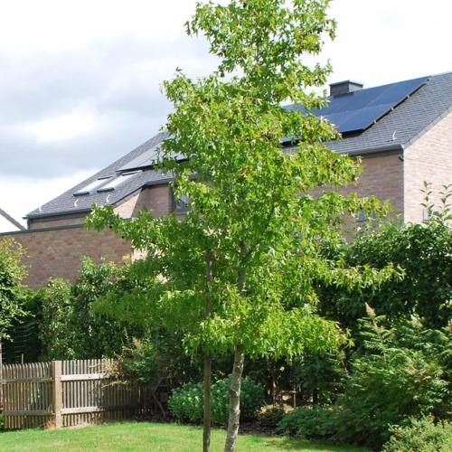 Jardisart - Pépinière - Liquidambar styraciflua