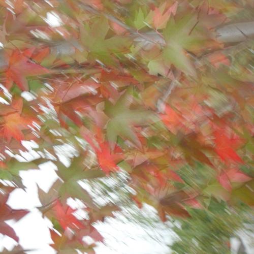 Jardisart - Pépinière - Liquidambar styr. 'Worplesdon'