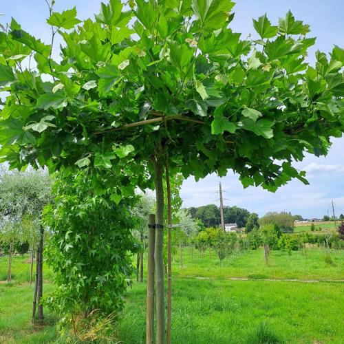 Jardisart - Pépinière - Platanus acerifolia
