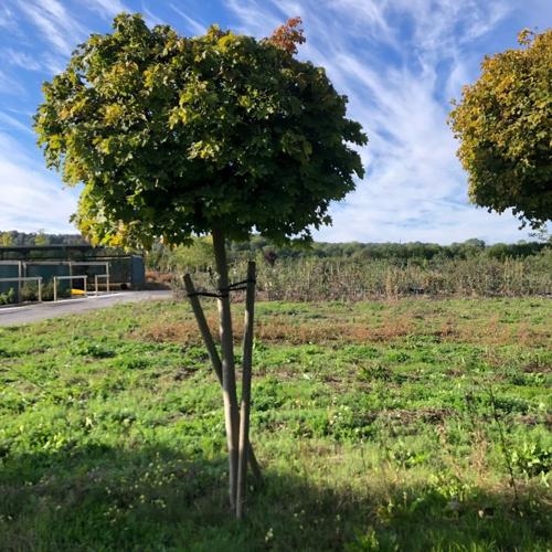 Jardisart - Pépinière - Acer platanoides 'Globosum'