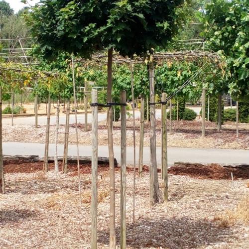 Jardisart - Pépinière - Acer platanoides 'Globosum'