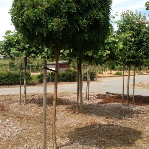 Jardisart - Pépinière - Robinia pseudoacacia 'Umbraculifera'