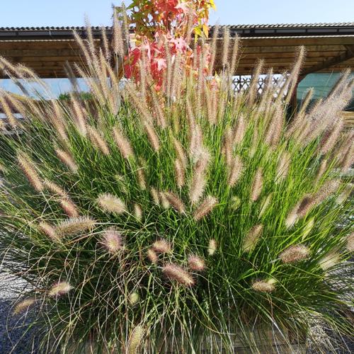 Pennisetum alopecuroides 'Hameln'