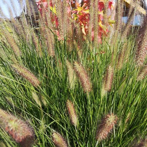 Jardisart - Pépinière - Pennisetum alopecuroides 'Hameln'