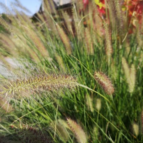 Jardisart - Pépinière - Pennisetum alopecuroides 'Hameln'
