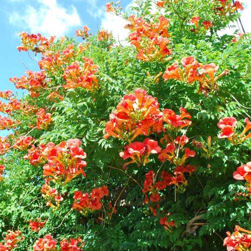 Jardisart - Pépinière - Campsis radicans 'Madame galen'