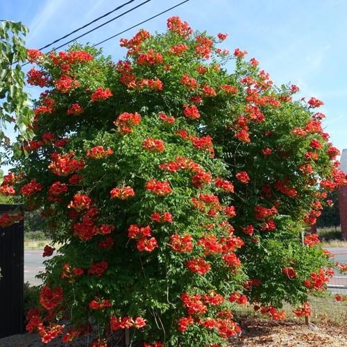 Jardisart - Pépinière - Campsis radicans 'Madame galen'