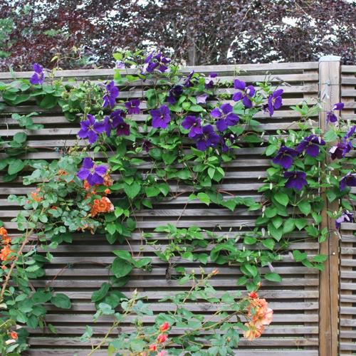 Jardisart - Pépinière - Clematis 'jackmanii'