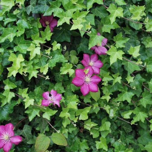 Clematis 'Ville de Lyon'