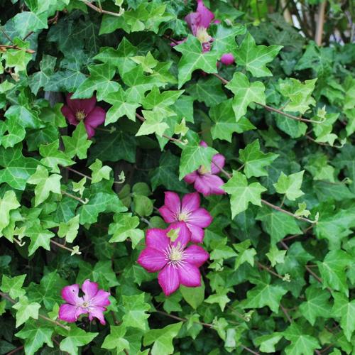 Jardisart - Pépinière - Clematis 'Ville de Lyon'