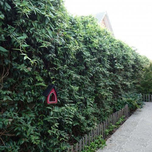 Jardisart - Pépinière - Lonicera henryi