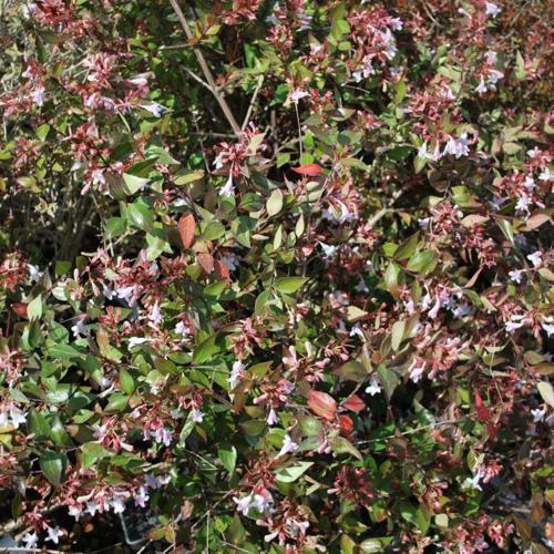 Jardisart - Pépinière - Abelia grandiflora