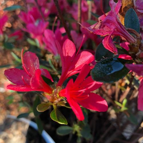 Azalea japonica