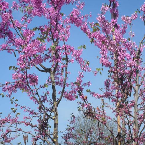 Jardisart - Pépinière - Cercis siliquastrum