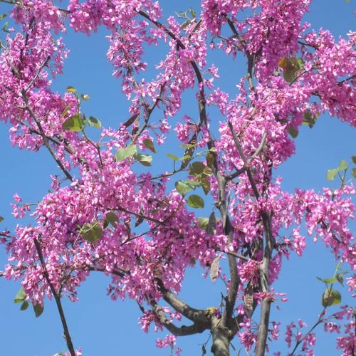 Jardisart - Pépinière - Cercis siliquastrum