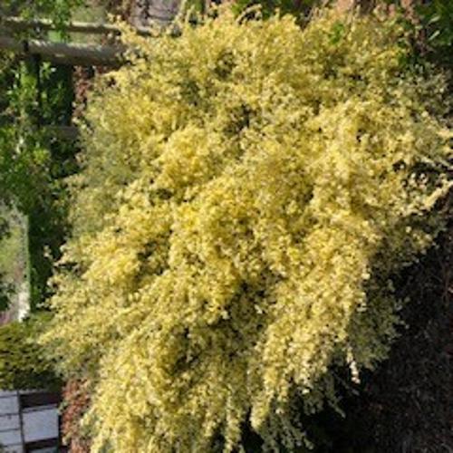 Jardisart - Pépinière - Cytisus scoparius