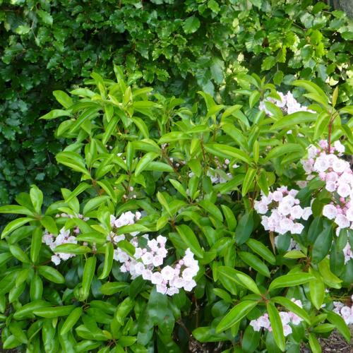 Jardisart - Pépinière - Kalmia latifolia