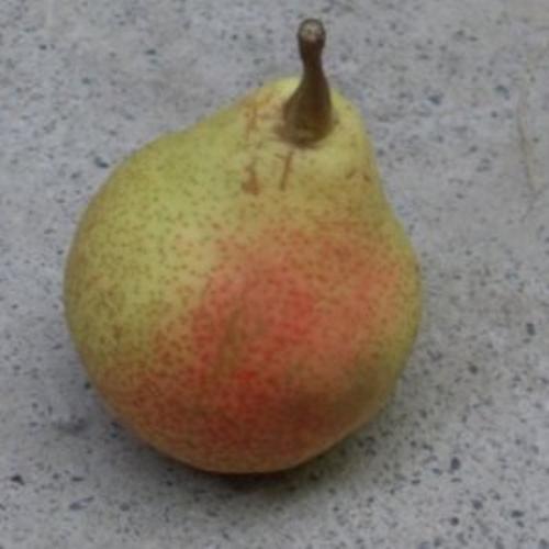 Jardisart - Pépinière - Saint Remy