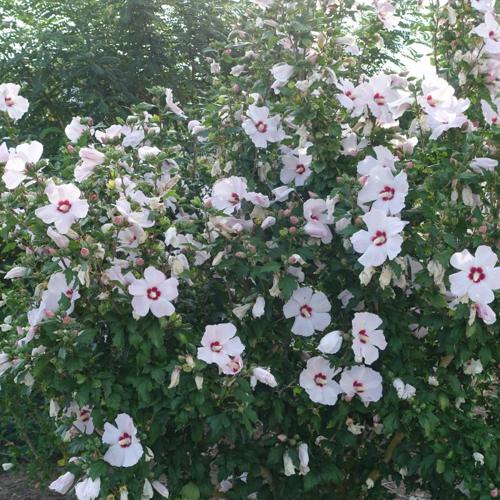 Jardisart - Pépinière - Hibiscus syr. 'Red Heart'