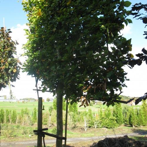 Jardisart - Pépinière - Fagus sylvatica