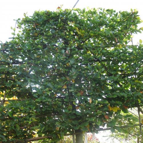 Jardisart - Pépinière - Fagus sylvatica