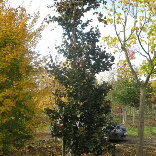 Jardisart - Pépinière - Fagus Dawyck Purple