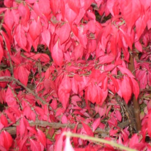 Jardisart - Pépinière - Euonymus alatus