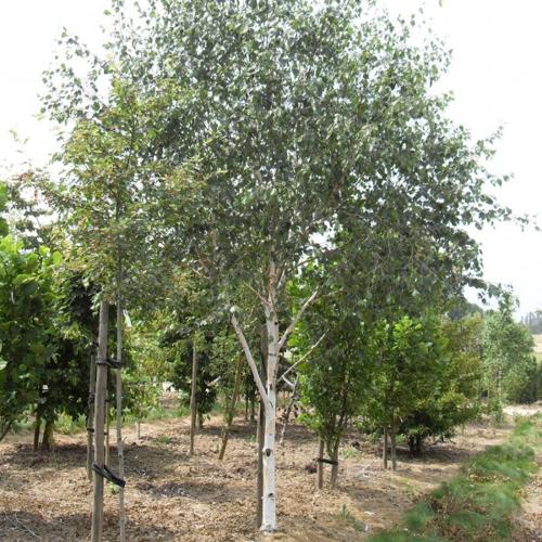 Jardisart - Pépinière - Betula jacquemontii