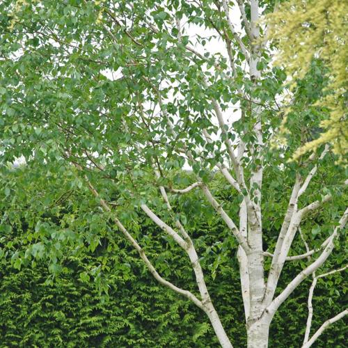 Betula jacquemontii