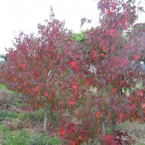 Jardisart - Pépinière - Liquidambar styr. 'Lane Roberts'