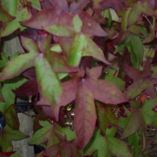 Jardisart - Pépinière - Liquidambar styr. 'Anja'