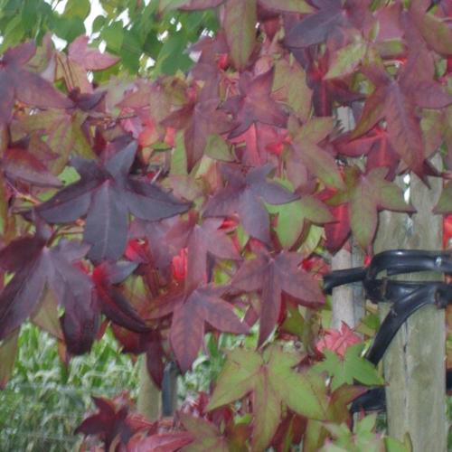 Jardisart - Pépinière - Liquidambar styr. 'Anja'