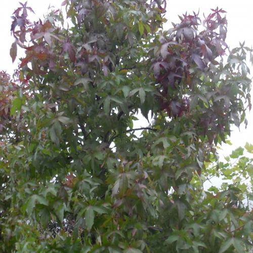 Jardisart - Pépinière - Liquidambar styr. 'Palo Atto'