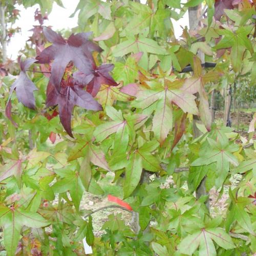 Jardisart - Pépinière - Liquidambar styr. 'Palo Atto'