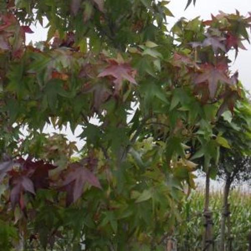 Jardisart - Pépinière - Liquidambar styr. 'Thea'