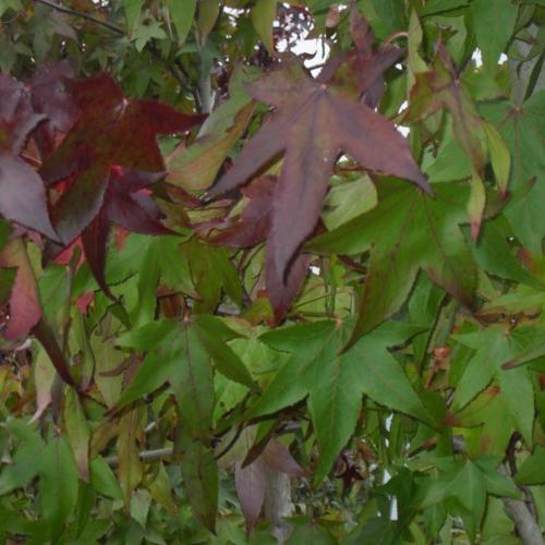 Jardisart - Pépinière - Liquidambar styr. 'Thea'