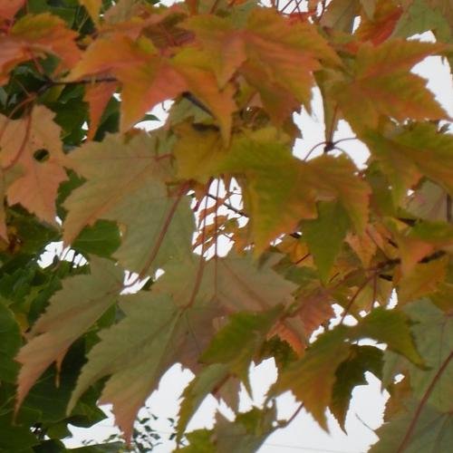 Jardisart - Pépinière - Acer rubrum