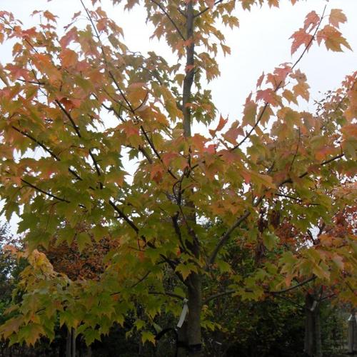 Jardisart - Pépinière - Acer rubrum