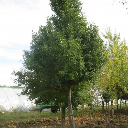 Poirier ornemental 'Chanticleer'