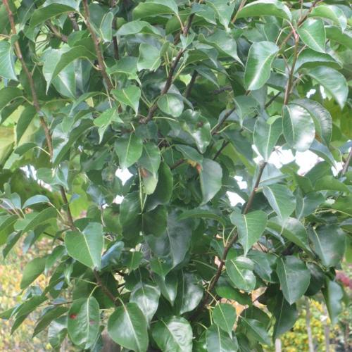 Jardisart - Pépinière - Poirier ornemental 'Chanticleer'