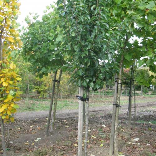 Jardisart - Pépinière - Poirier ornemental 'Chanticleer'