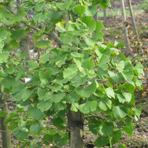 Jardisart - Pépinière - Ginkgo biloba