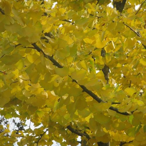 Jardisart - Pépinière - Ginkgo biloba